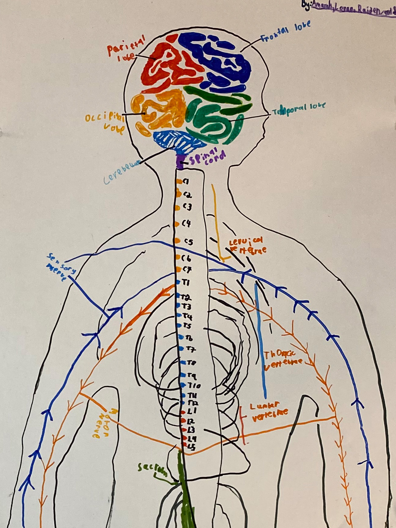 Gr. 4 students are learning about the Human Body